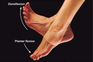 A common cause of restriction in ankle mobility is from the Dorsiflexion motion